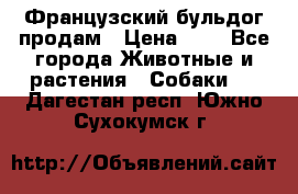 Французский бульдог продам › Цена ­ 1 - Все города Животные и растения » Собаки   . Дагестан респ.,Южно-Сухокумск г.